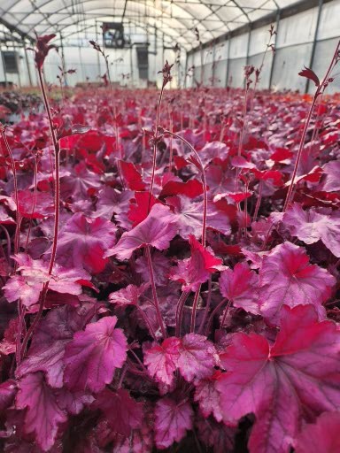 HEUCHERA PRIMO® ‘Wild Rose' PP29923