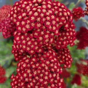 ACHILLEA SASSY SUMMER COLLECTION 'Sangria' PP31355