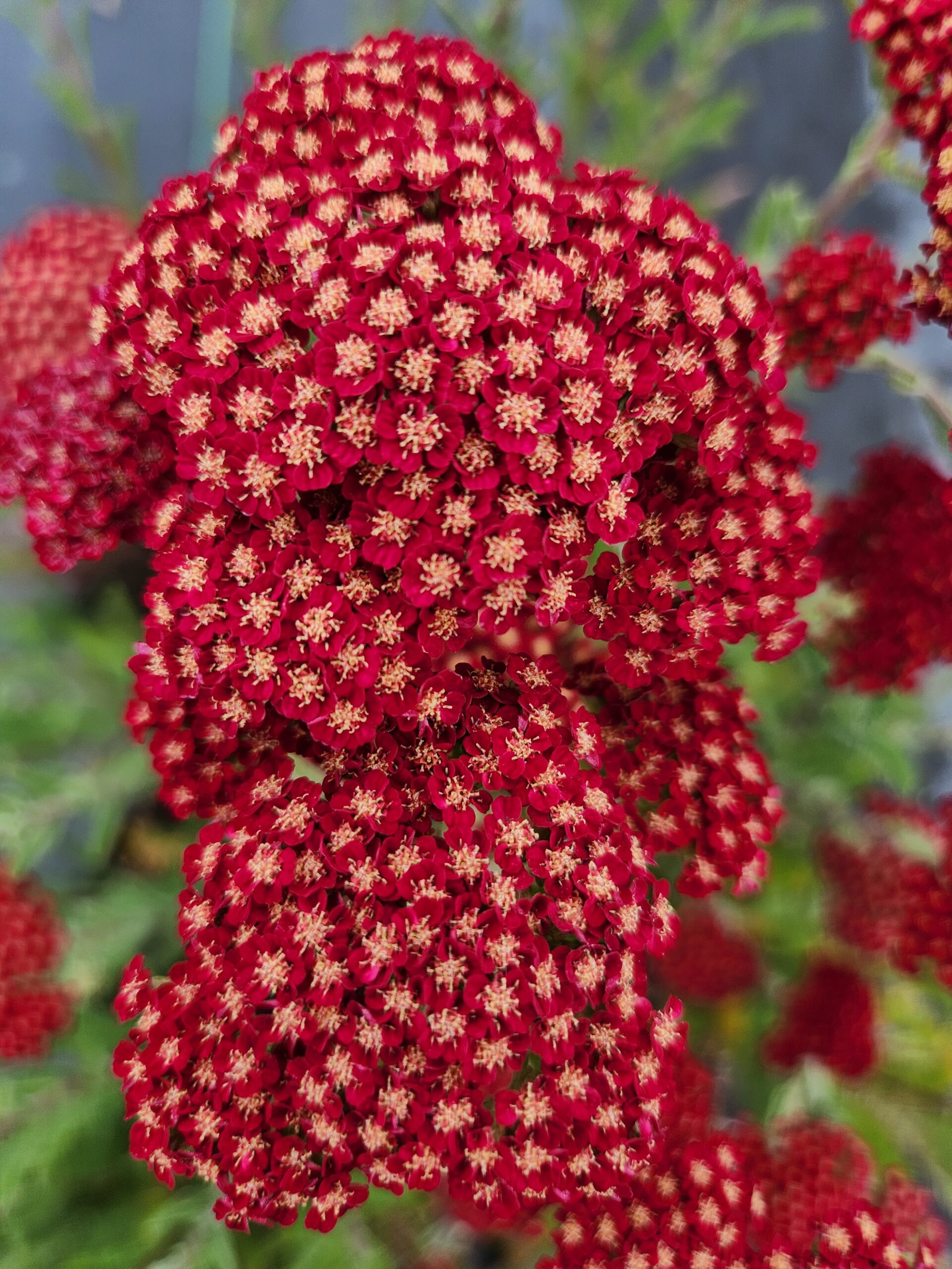 ACHILLEA SASSY SUMMER COLLECTION 'Sangria' PP31355