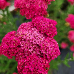 ACHILLEA SASSY SUMMER COLLECTION 'Taffy' PP31755