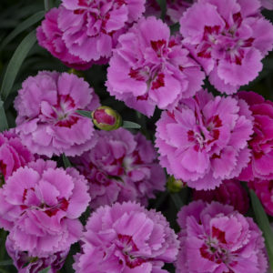 DIANTHUS 'Goody Gumdrops' PP32591