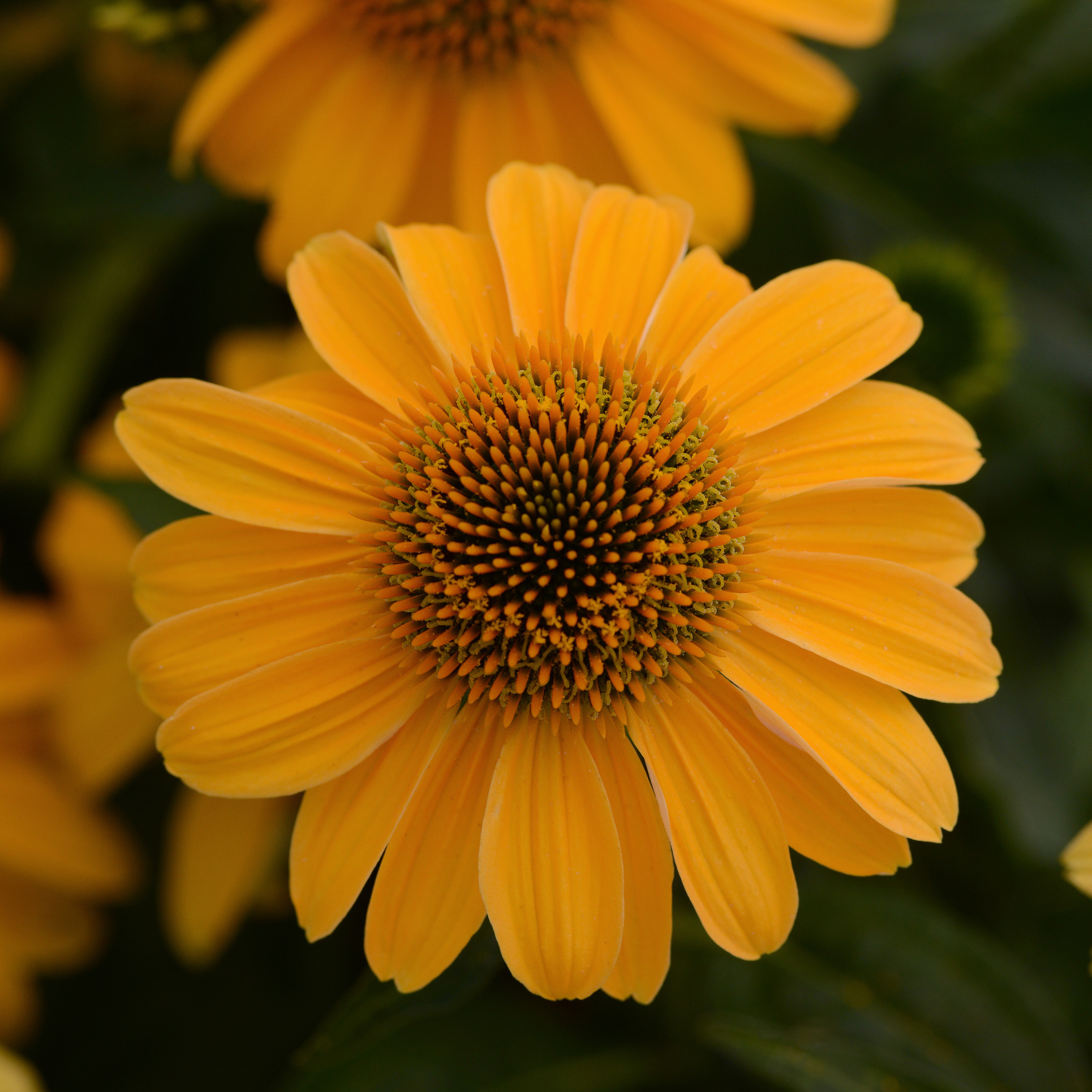 ECHINACEA SOMBRERO&reg; 'Granada Gold' PP30115