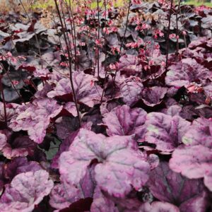HEUCHERA DOLCE&reg; ‘Wildberry' PP31222