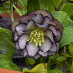 HELLEBORUS WEDDING PARTY&reg; SERIES 'Black Tie Affair'