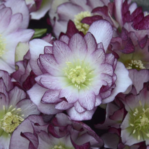 HELLEBORUS WEDDING PARTY&reg; SERIES 'Blushing Bridesmaid'