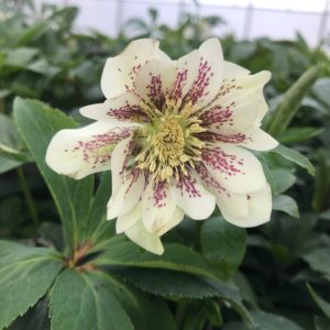 HELLEBORUS WEDDING PARTY&reg; SERIES 'Confetti Cake'