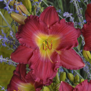 HEMEROCALLIS 'Romantic Returns' PP13481 HAPPY EVER APPSTER&reg;