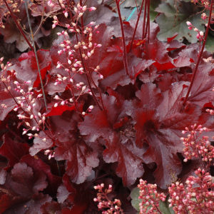 HEUCHERA FOREVER&reg; Red PP29644