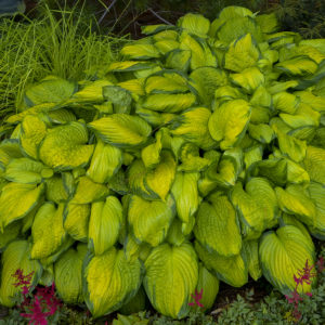 HOSTA 'Stained Glass'