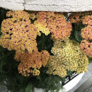 ACHILLEA SASSY SUMMER COLLECTION 'Sunset' PP31412