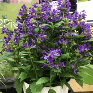 NEPETA 'Neptune' PP29556