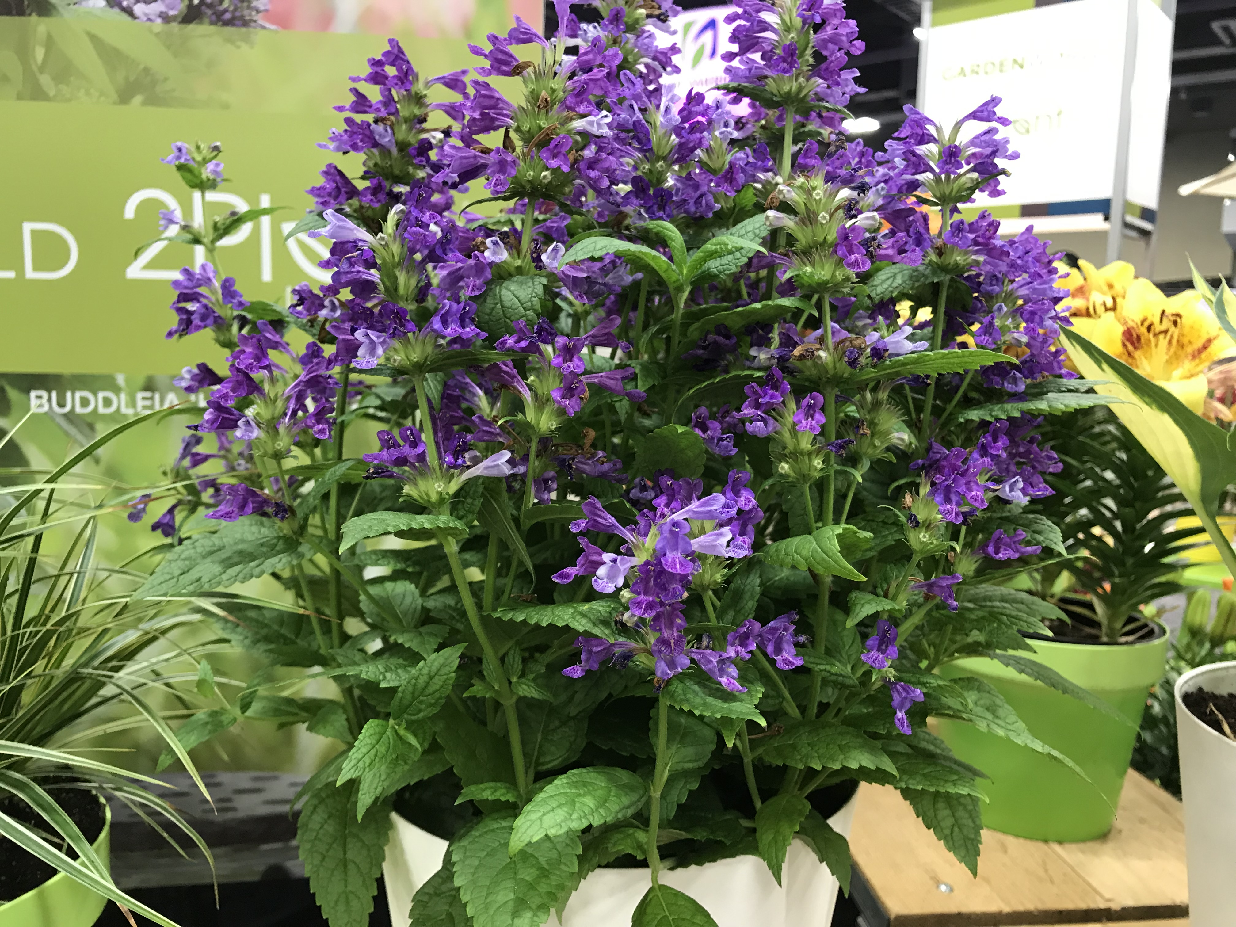 NEPETA 'Neptune' PP29556