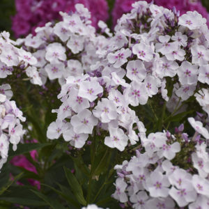 PHLOX paniculata 'Party Girl' PP32324