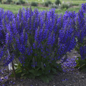 SALVIA FASHIONISTA® 'Evening Attire' PP32573