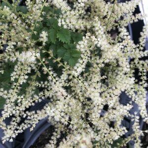 ARUNCUS 'Chantilly Lace' PP30740