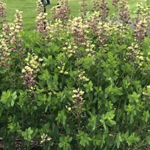BAPTISIA DECADENCE&reg; DELUXE 'Pink Lemonade' PP30669