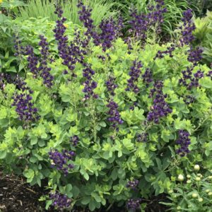BAPTISIA DECADENCE&reg; 'Sparkling Sapphires'PP27904