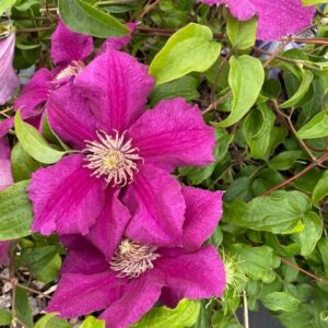 CLEMATIS 'Cardinal Wyszynski'