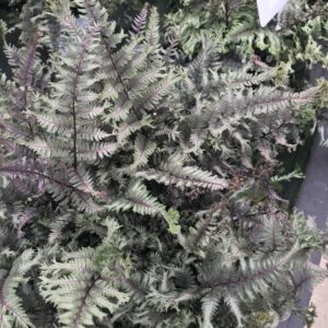 ATHYRIUM niponicum 'Crested Surf' PP33057