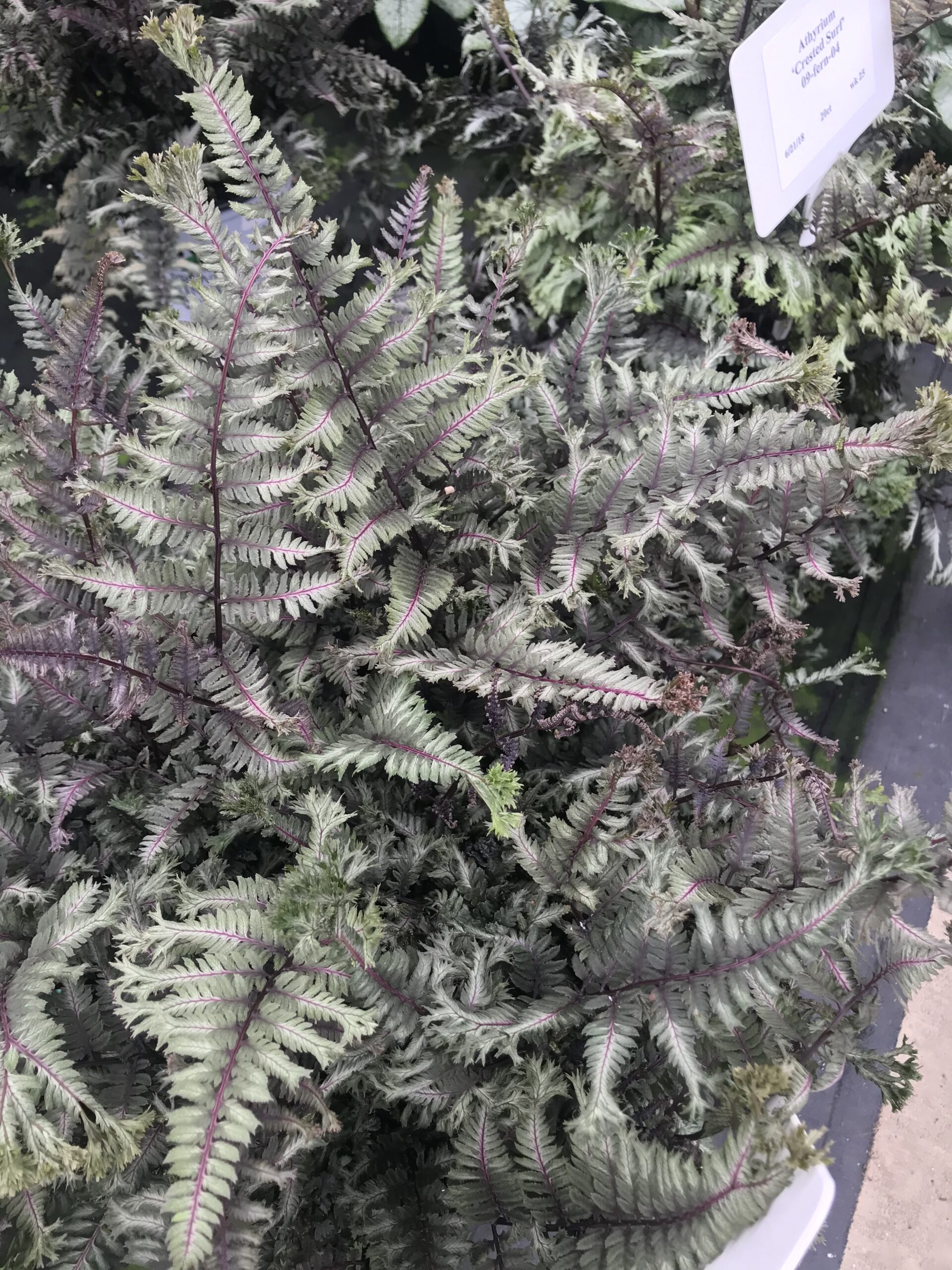 ATHYRIUM niponicum 'Crested Surf' PP33057