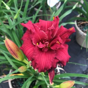 HEMEROCALLIS 'Double Pardon Me' PP22799