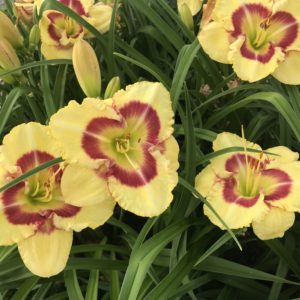 HEMEROCALLIS 'Monterrey Jack'