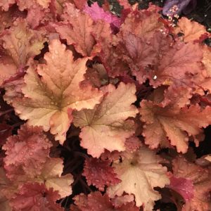 HEUCHERA PRIMO&reg; ‘Peachberry Ice' PP31433