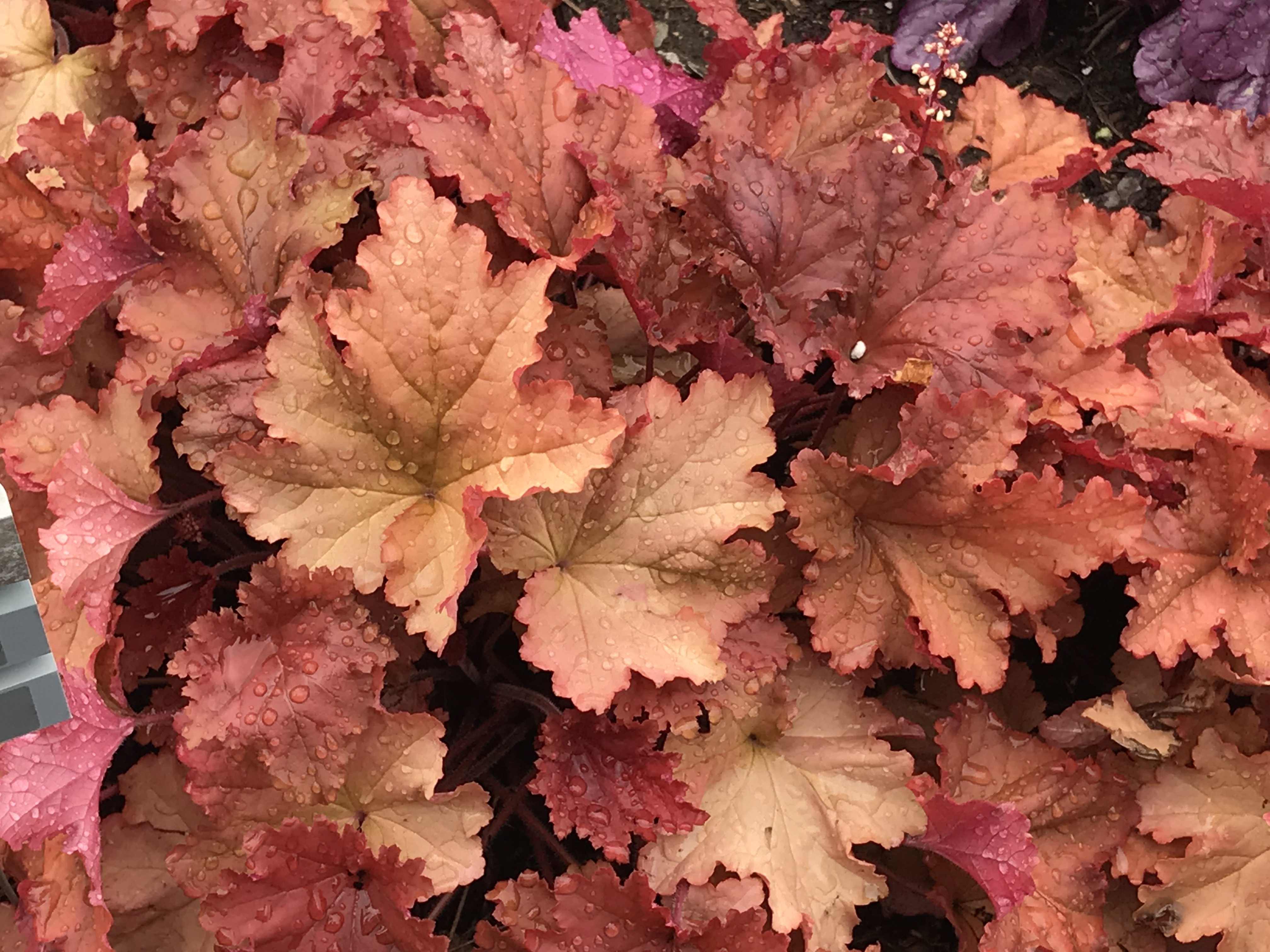 HEUCHERA PRIMO® ‘Peachberry Ice' PP31433