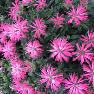 MONARDA 'Electric Neon Pink' PP30347