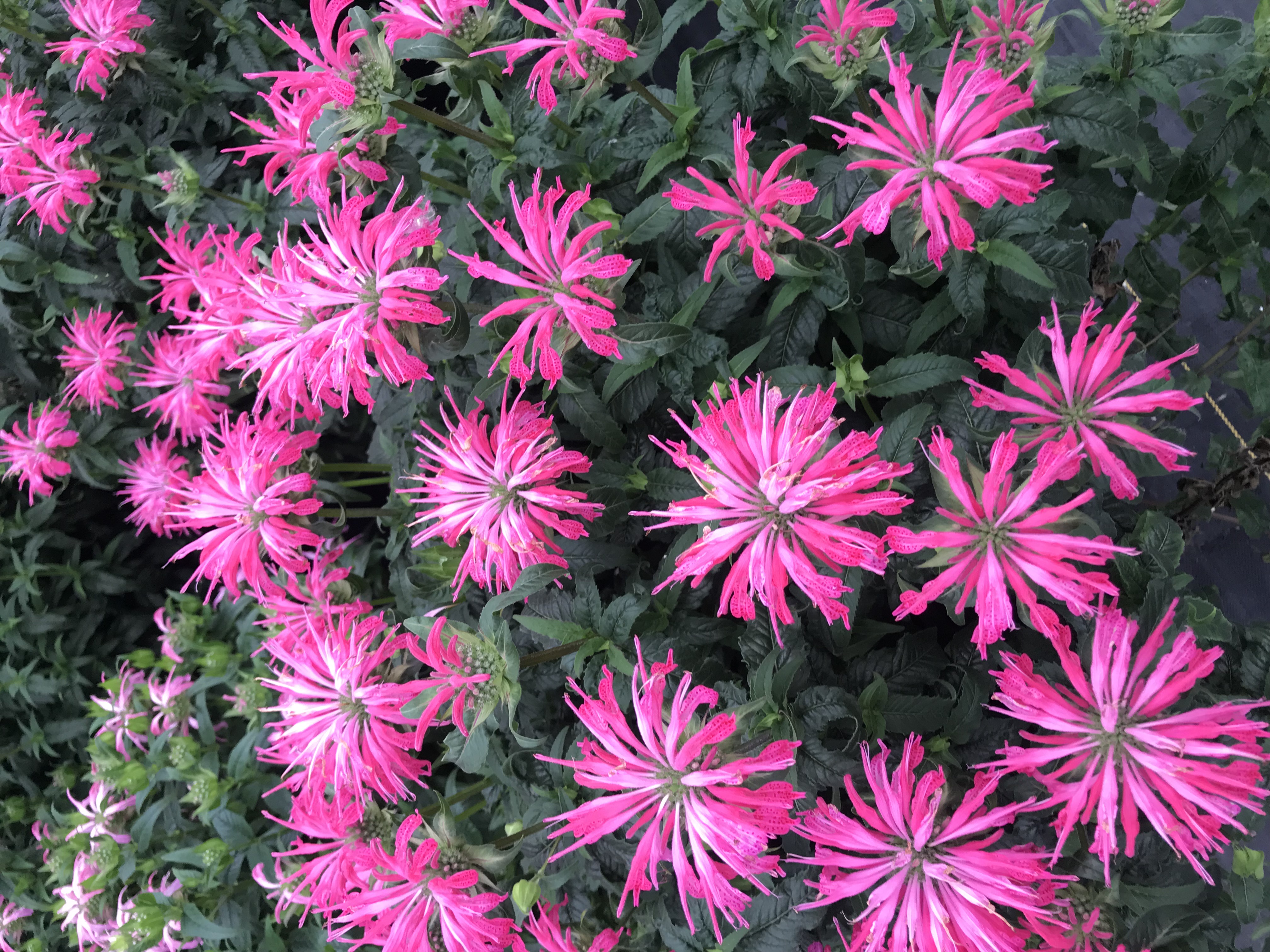 MONARDA 'Electric Neon Pink' PP30347