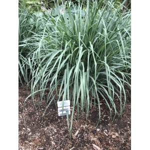 PANICUM virgatum 'Blue Fountain' PP28192
