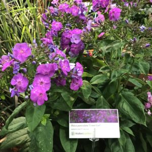 PHLOX paniculata 'Cover Girl' PP32323