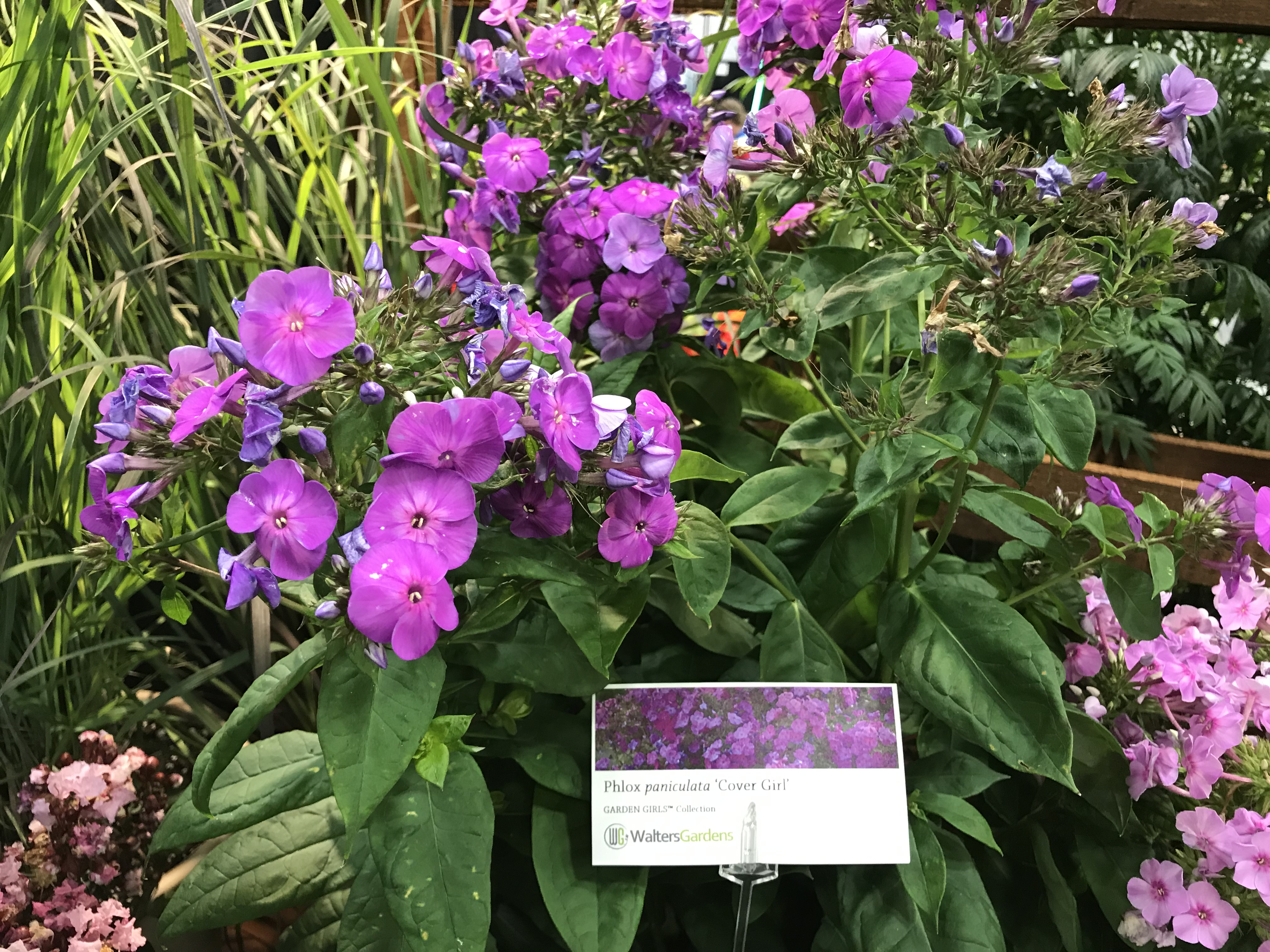 PHLOX paniculata 'Cover Girl' PP32323