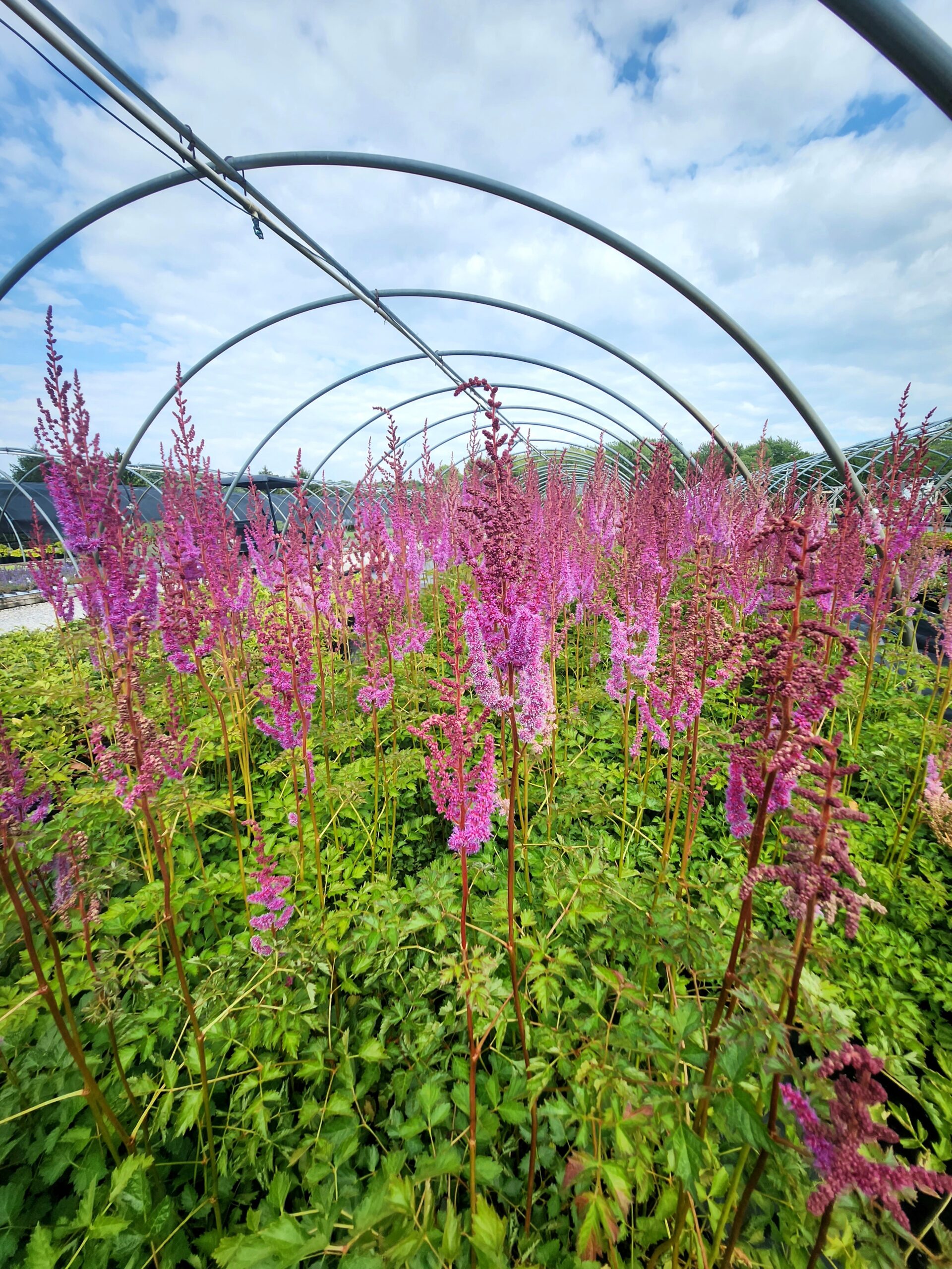 ASTILBE chinensis 'Purple Candles'
