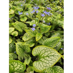 BRUNNERA macrophylla 'Queen of Hearts' PP32737
