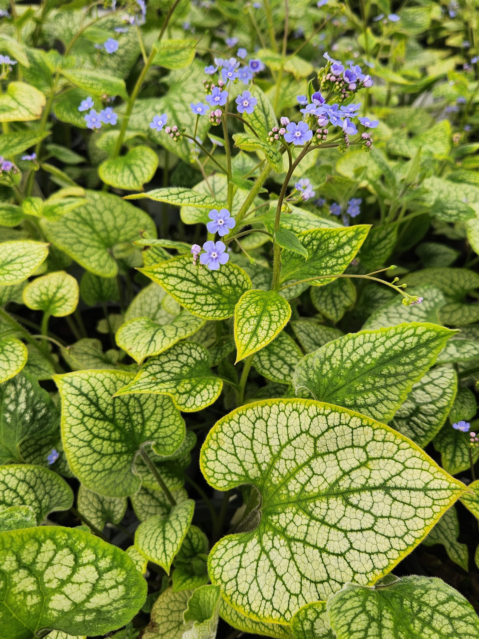 BRUNNERA macrophylla 'Queen of Hearts' PP32737
