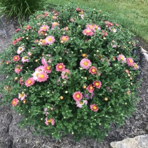 CHRYSANTHEMUM morifolium MAMMOTH™ SERIES ‘Coral Daisy’ PP14129