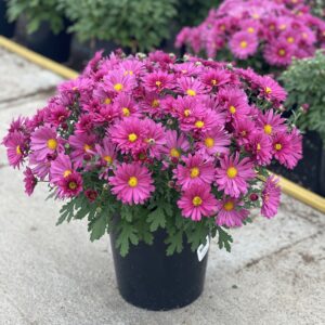 CHRYSANTHEMUM morifolium MAMMOTH™ SERIES ‘Lavender Daisy’ PP19831