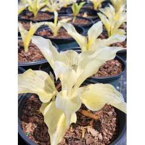 HOSTA 'White Feather'