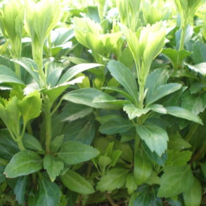 PACHYSANDRA terminalis