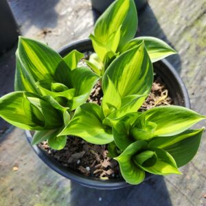 HOSTA 'Rainbow's End' PP17251