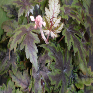 TIARELLA 'Sugar and Spice' PP16738