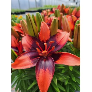 LILIUM asiatic pixie 'Tiny Ink' PPAF