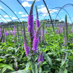 VERONICA 'Lavender Lightsaber'  PP32359