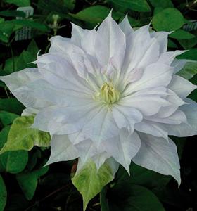 CLEMATIS 'Belle of Woking'