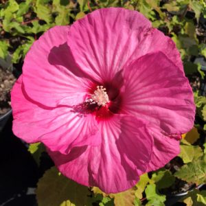 HIBISCUS moscheutos SUMMERIFIC&reg; ‘Evening Rose' PP33366