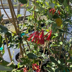 LONICERA sempervirens 'Major Wheeler'