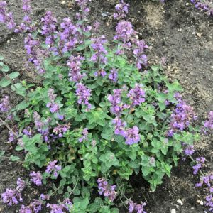 NEPETA 'Cat's Pajamas' PP31127