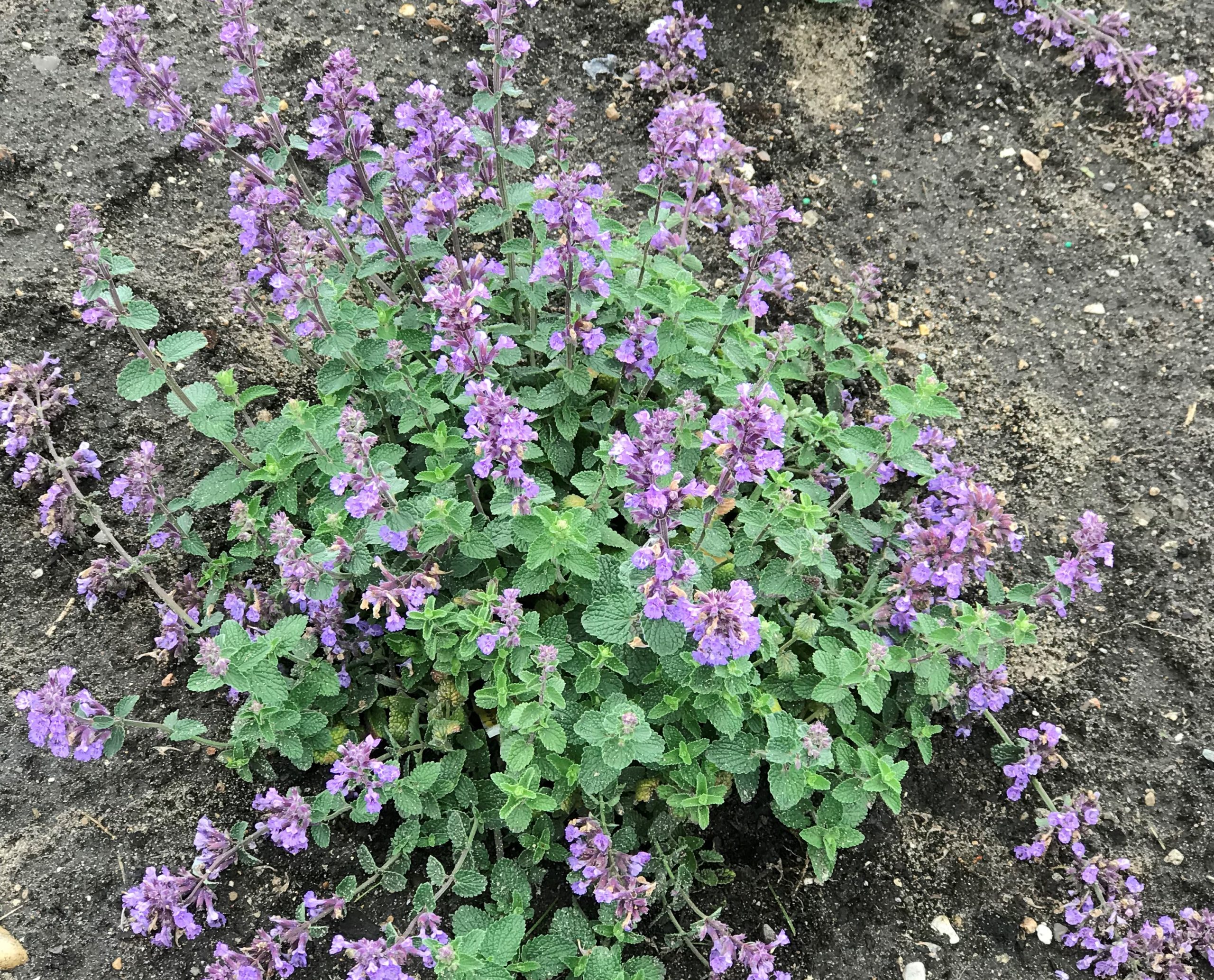 NEPETA 'Cat's Pajamas' PP31127