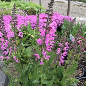 SALVIA FASHIONISTA® 'Moulin Rouge' PP32387